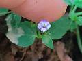 Malaysian Wishbone Flower